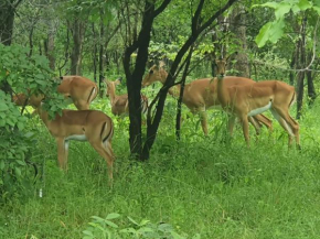 Amarula Tree Hotel